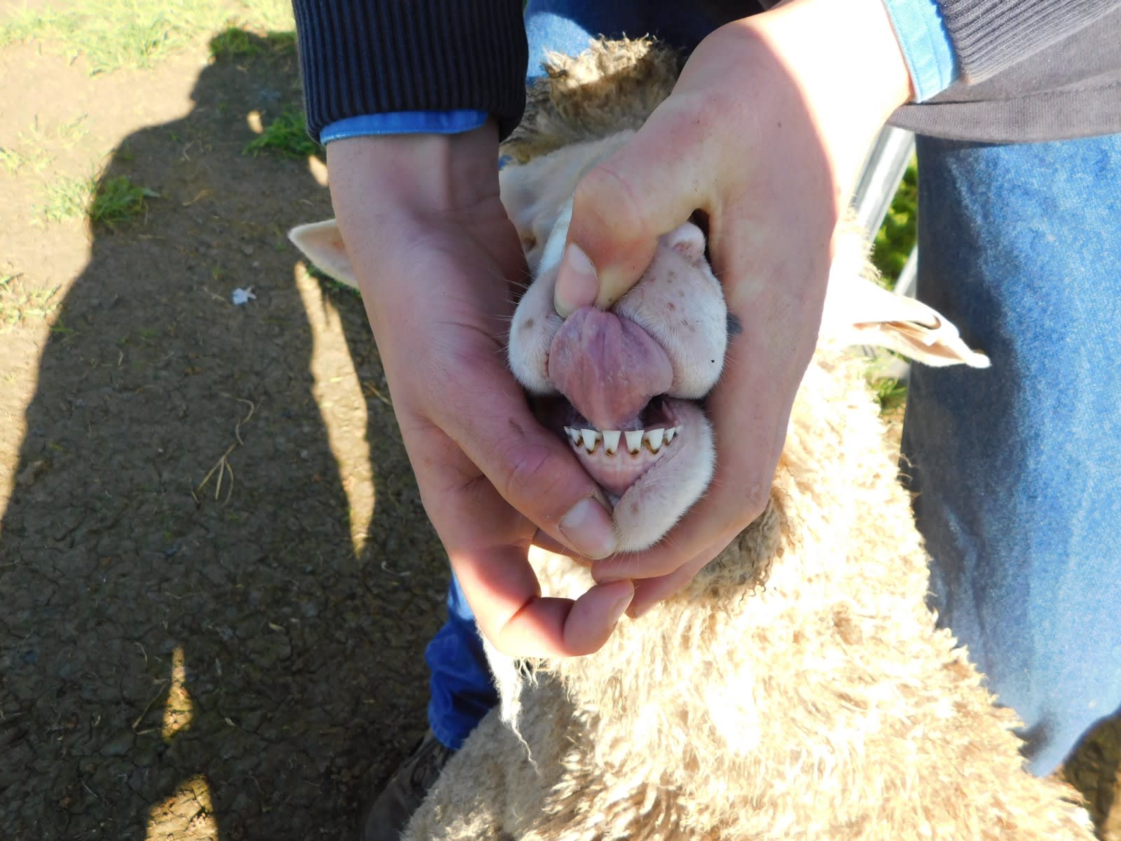 192 Unjoined Poll Merino Ewe Lambs, Serpentine VIC - Agora Livestock listing QVPIL6N