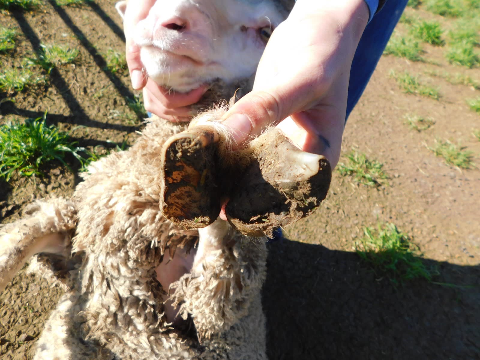 192 Unjoined Poll Merino Ewe Lambs, Serpentine VIC - Agora Livestock listing QVPIL6N