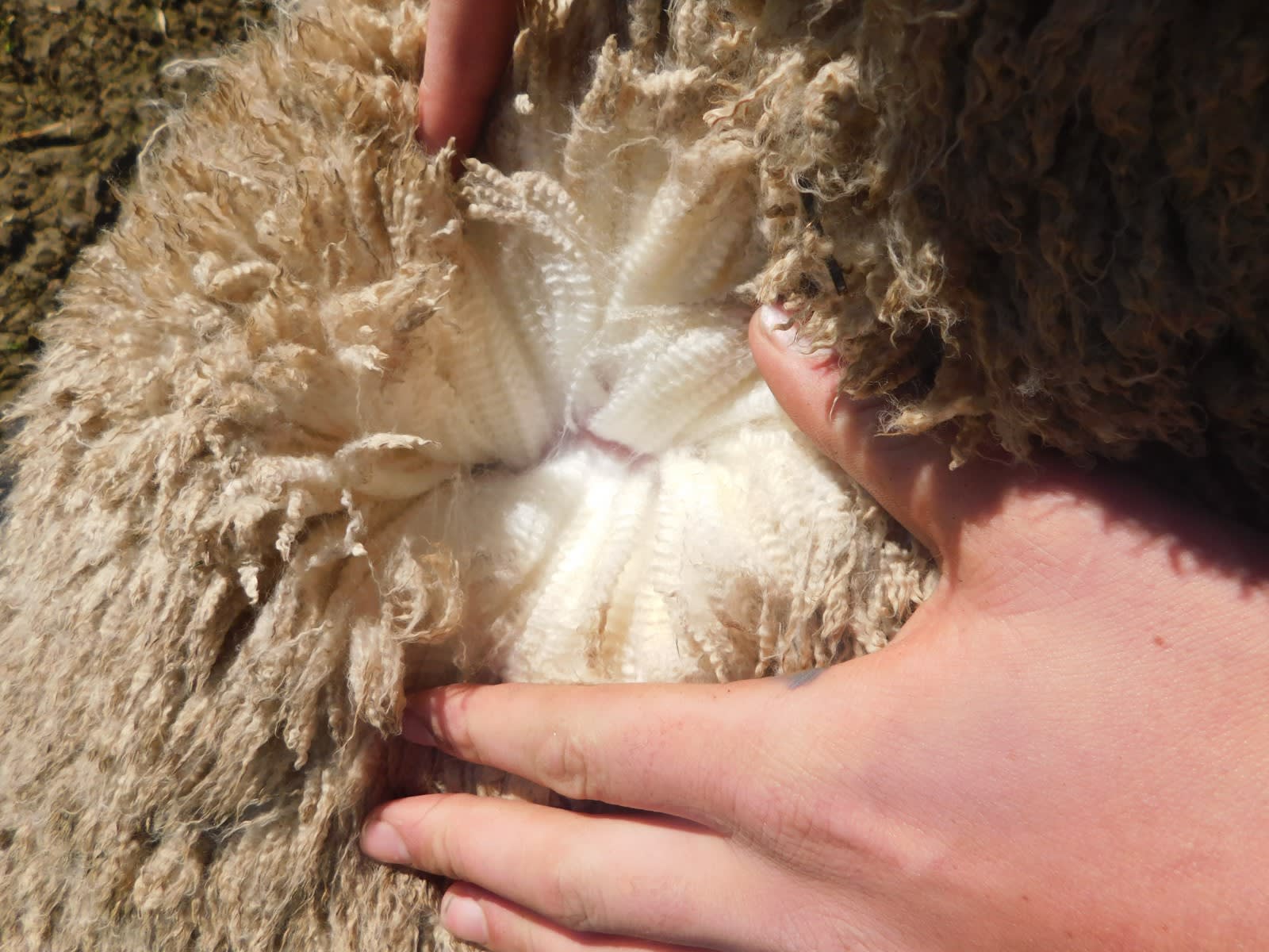 192 Unjoined Poll Merino Ewe Lambs, Serpentine VIC - Agora Livestock listing QVPIL6N