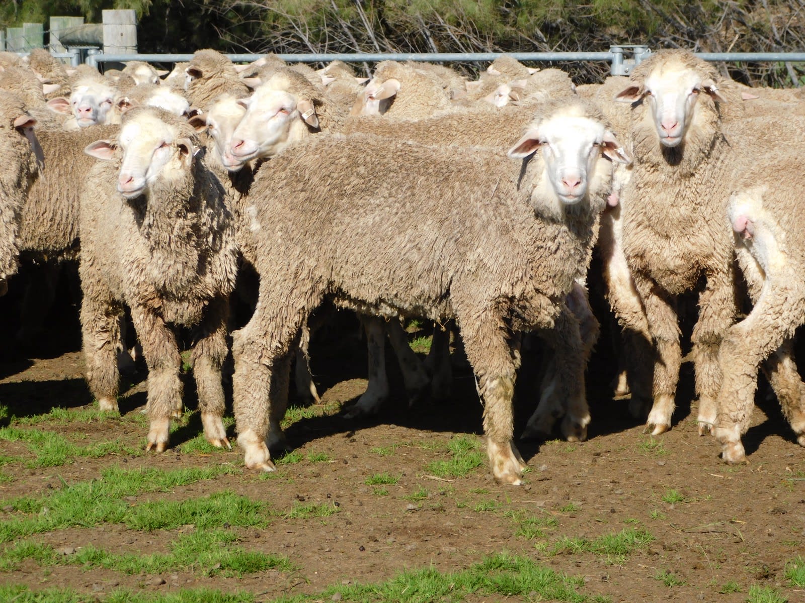 192 Unjoined Poll Merino Ewe Lambs, Serpentine VIC - Agora Livestock listing QVPIL6N