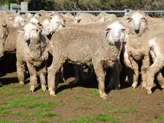 192 Unjoined Poll Merino Ewe Lambs, Serpentine VIC - Agora Livestock listing QVPIL6N