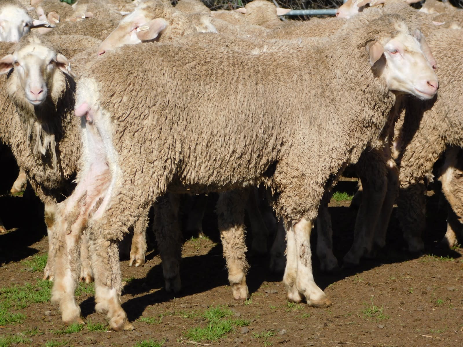 192 Unjoined Poll Merino Ewe Lambs, Serpentine VIC - Agora Livestock listing QVPIL6N