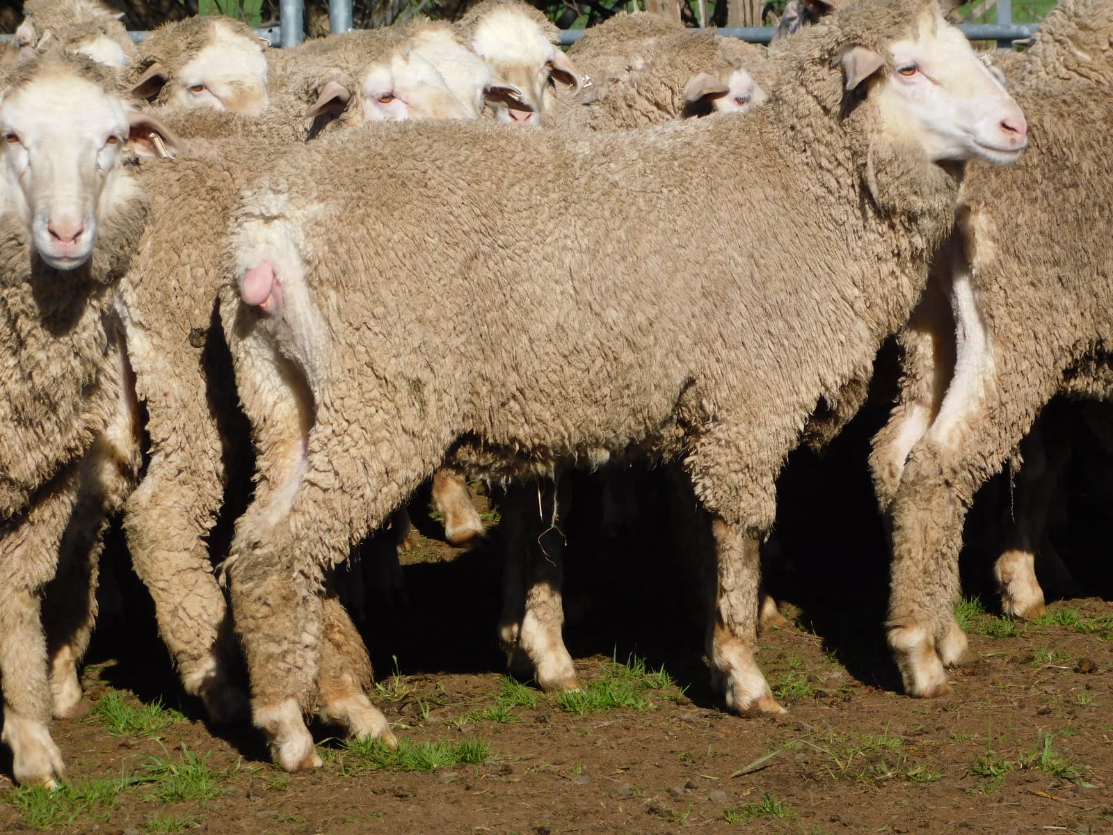 192 Unjoined Poll Merino Ewe Lambs, Serpentine VIC - Agora Livestock listing QVPIL6N