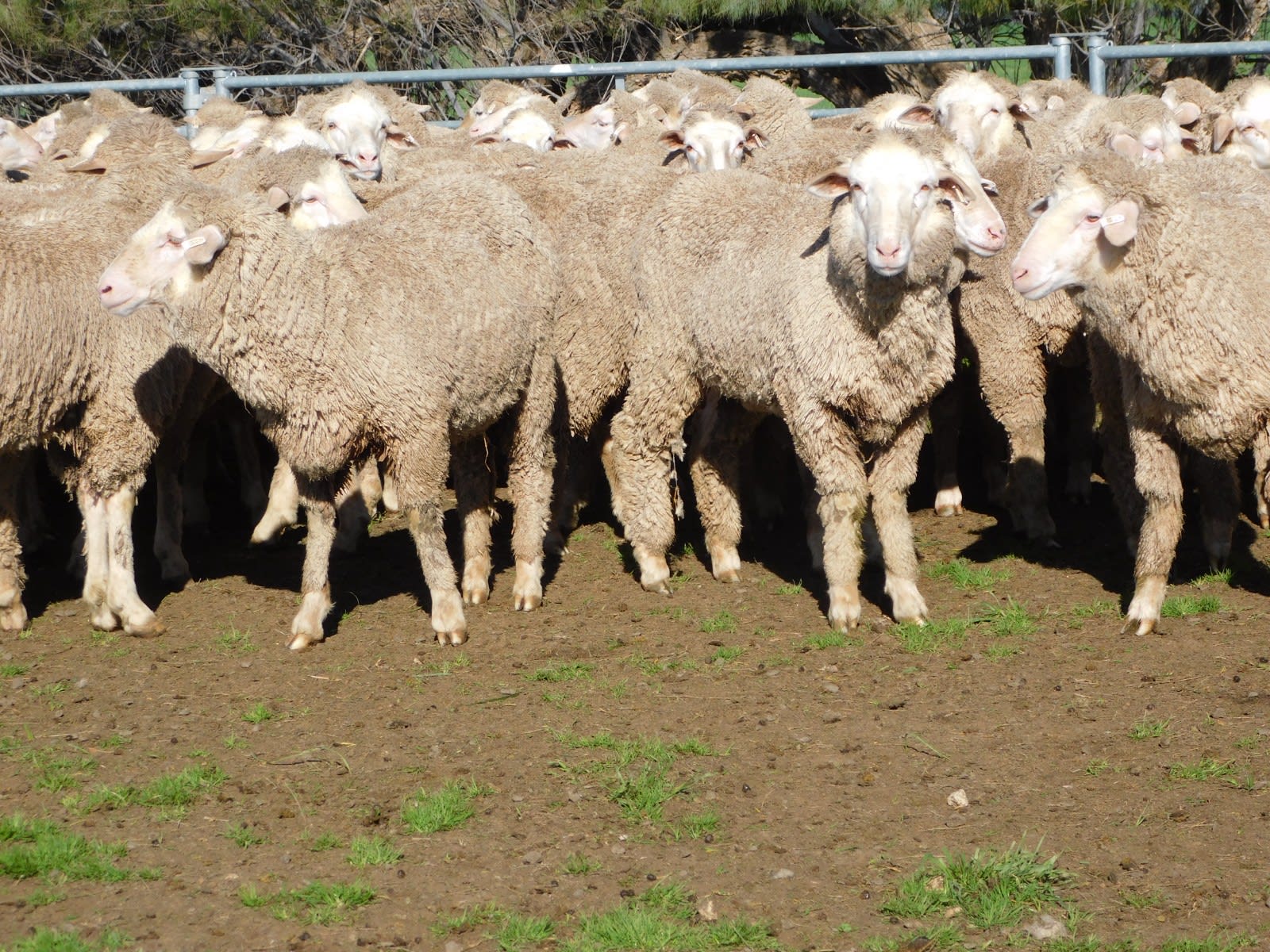 192 Unjoined Poll Merino Ewe Lambs, Serpentine VIC - Agora Livestock listing QVPIL6N