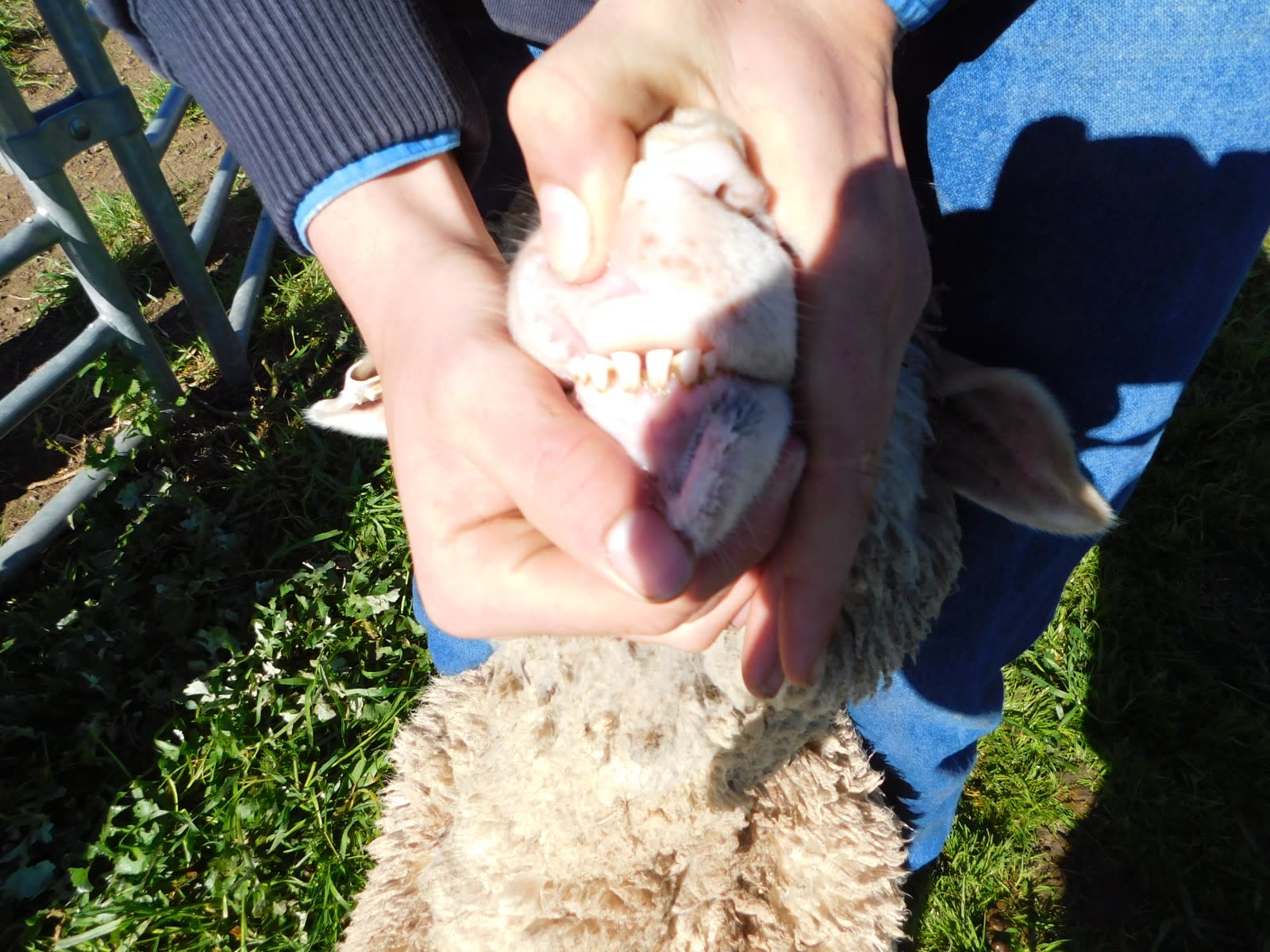 192 Unjoined Poll Merino Ewe Lambs, Serpentine VIC - Agora Livestock listing QVPIL6N