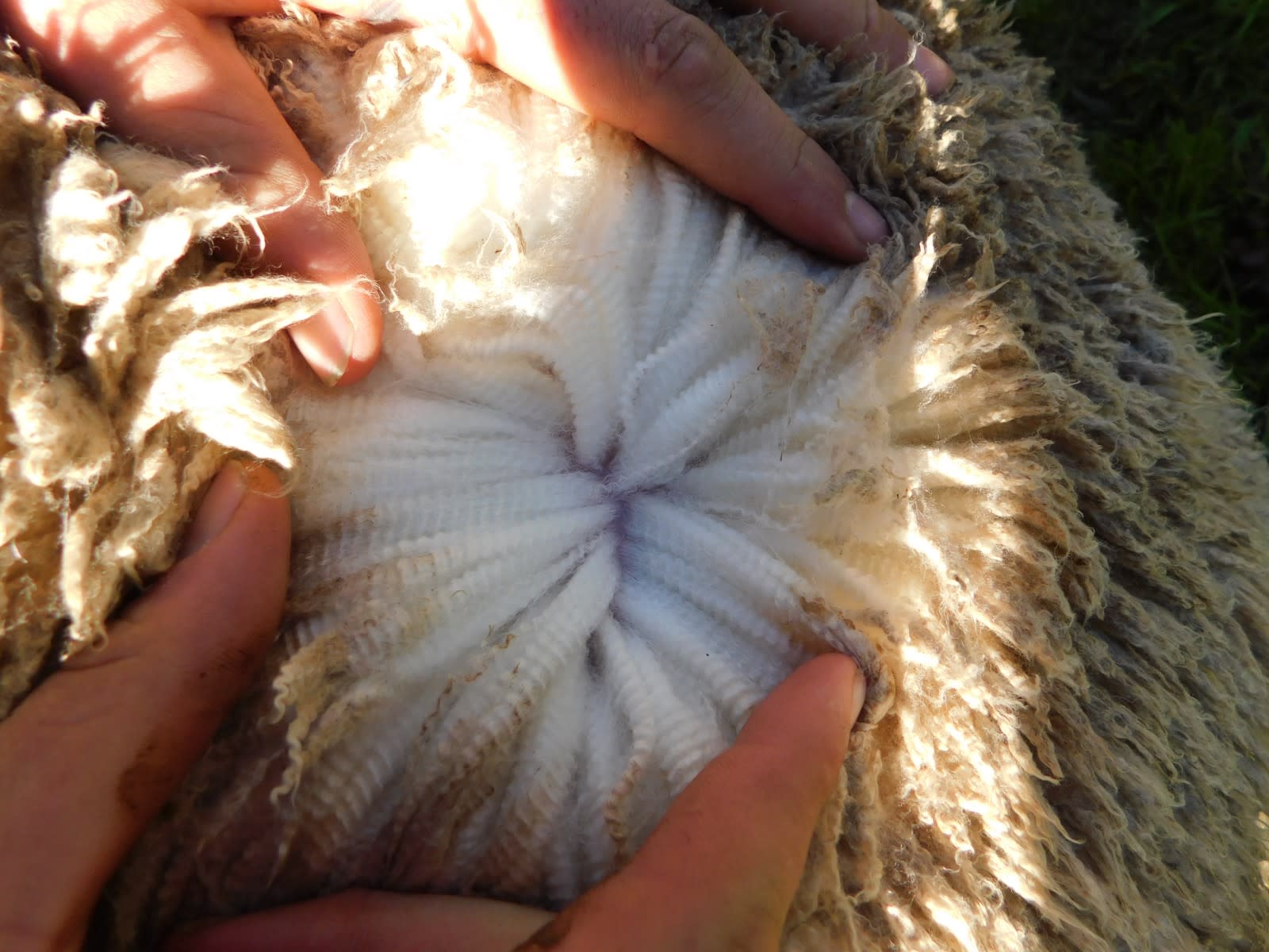 192 Unjoined Poll Merino Ewe Lambs, Serpentine VIC - Agora Livestock listing QVPIL6N