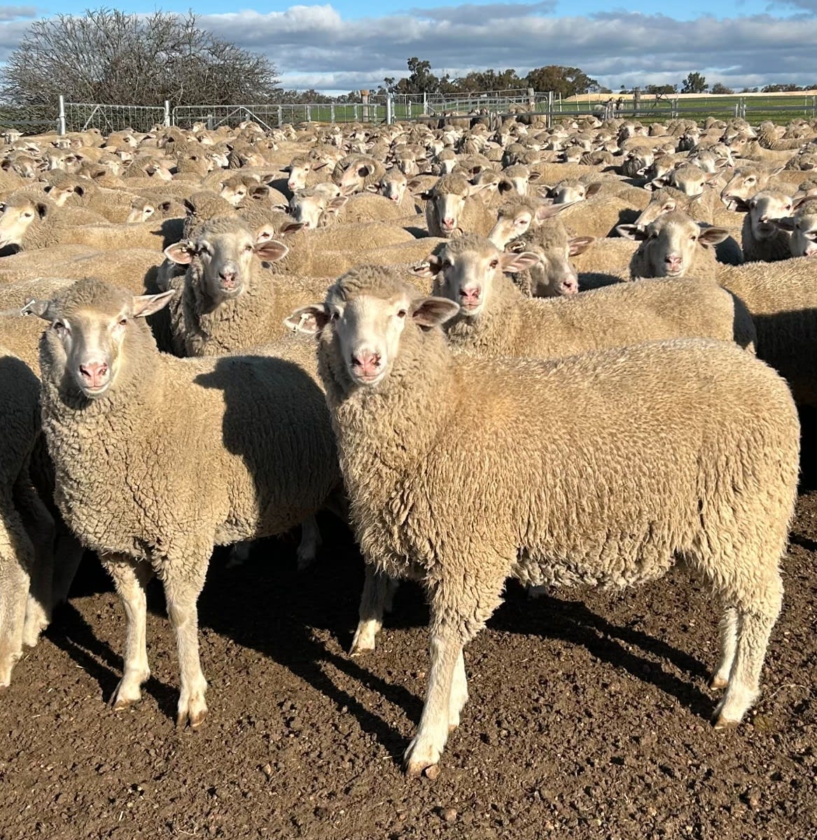594 SIL Composite - Poll MPM Merino x Ewe Lambs, located WA - Agora Livestock listing 01KA0KW