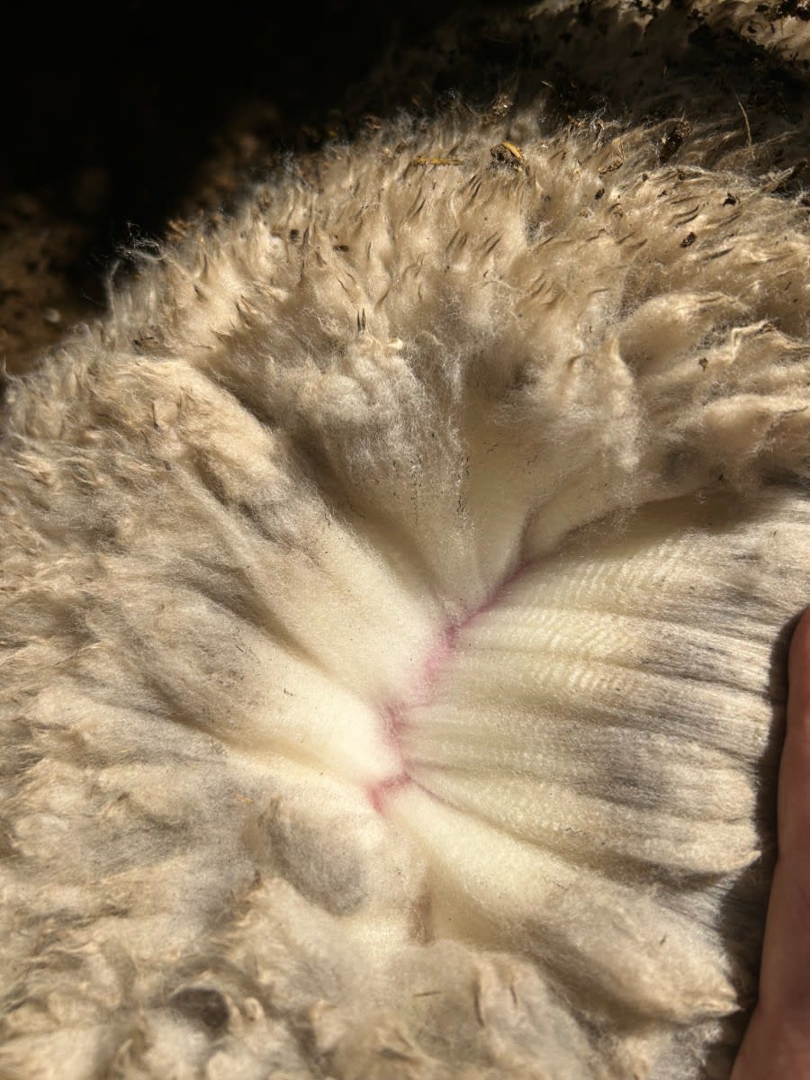 594 SIL Composite - Poll MPM Merino x Ewe Lambs, located WA - Agora Livestock listing 01KA0KW