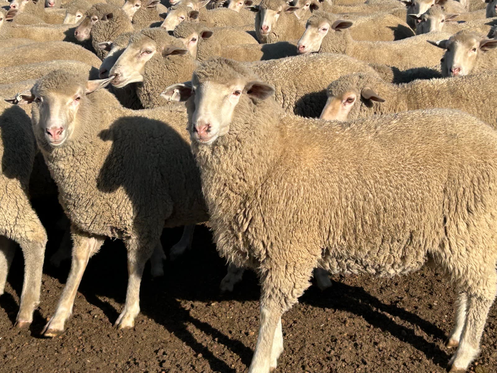 594 SIL Composite - Poll MPM Merino x Ewe Lambs, located WA - Agora Livestock listing 01KA0KW