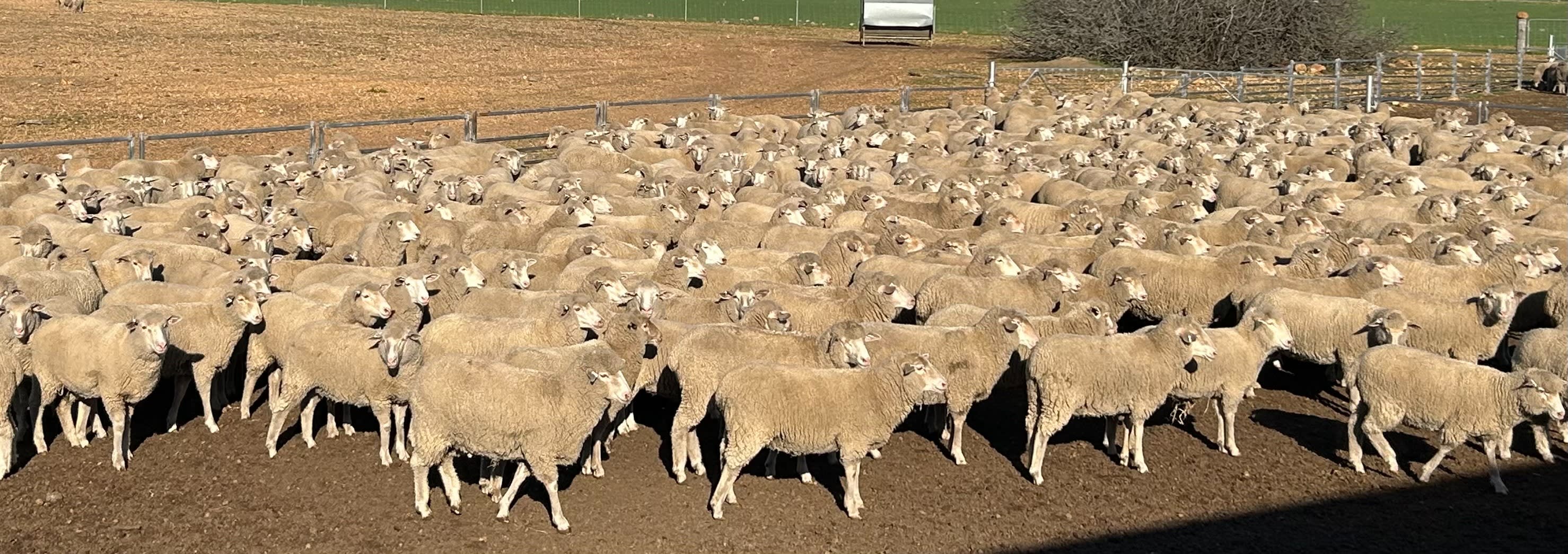 594 SIL Composite - Poll MPM Merino x Ewe Lambs, located WA - Agora Livestock listing 01KA0KW
