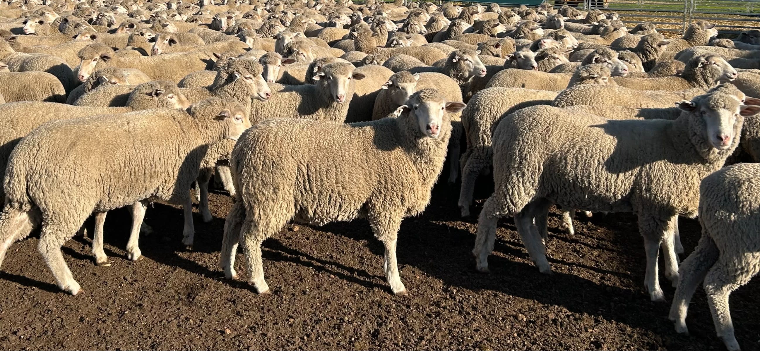 594 SIL Composite - Poll MPM Merino x Ewe Lambs, located WA - Agora Livestock listing 01KA0KW
