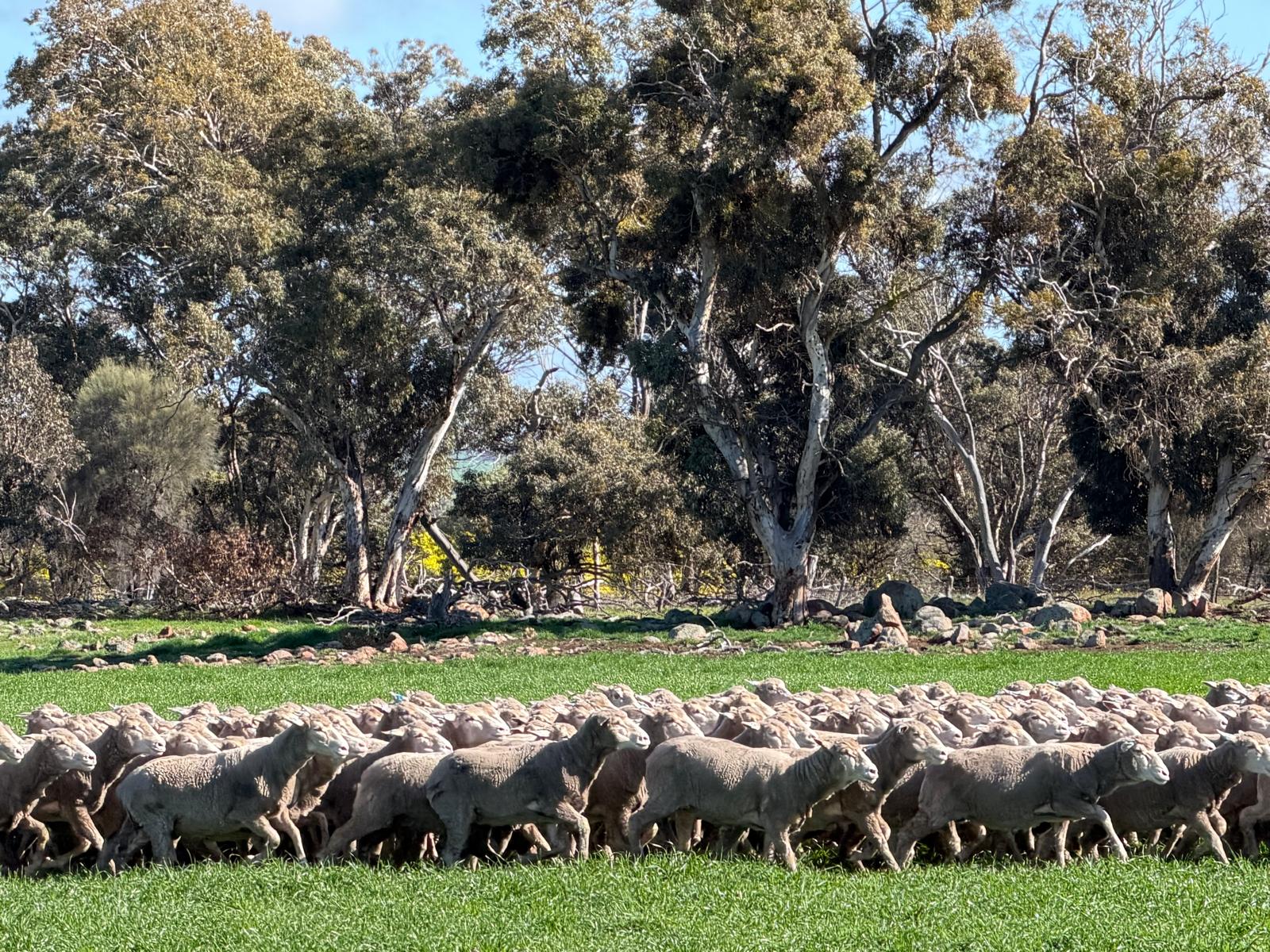 300 NSM/Unjoined MPM Merino / Merino Tech / Moojepin Performance bred Ewes, Vendors Property WA - Agora Livestock listing 01KA0QW
