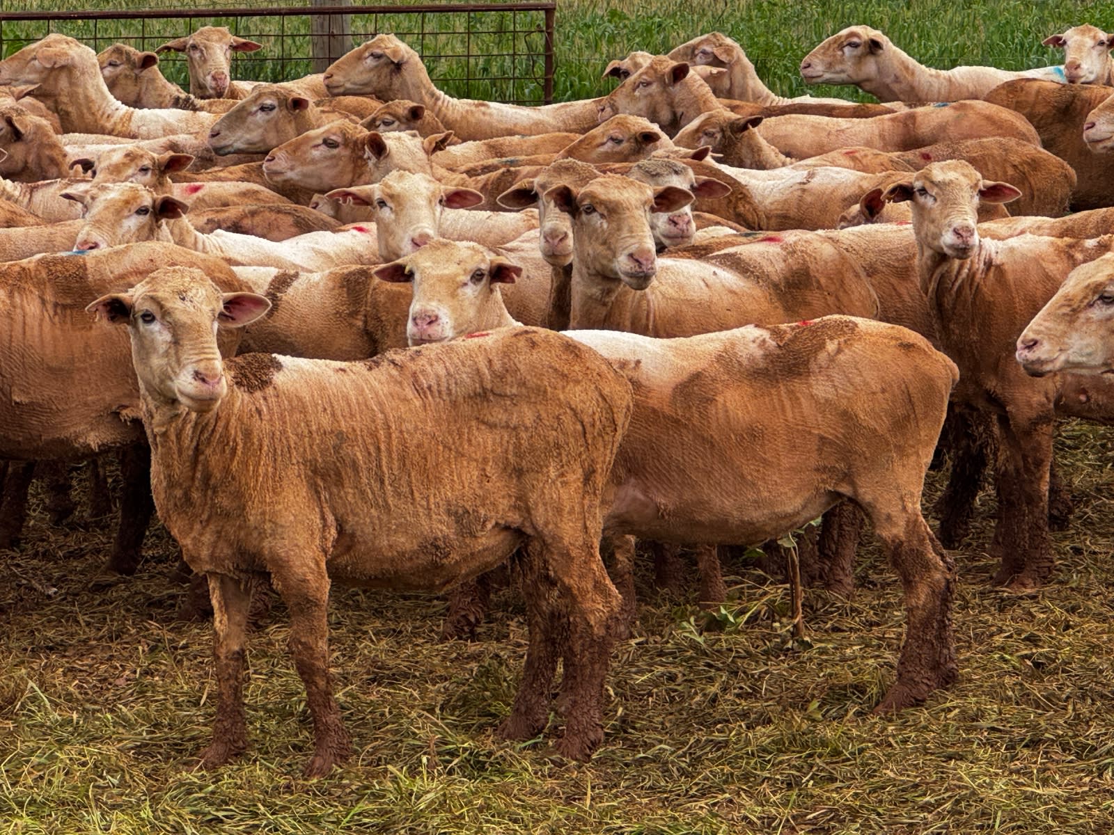 712 SIL MPM Merino Ewes (AuctionsPlus), Melrose SA - Agora Livestock listing 7NLIDQN