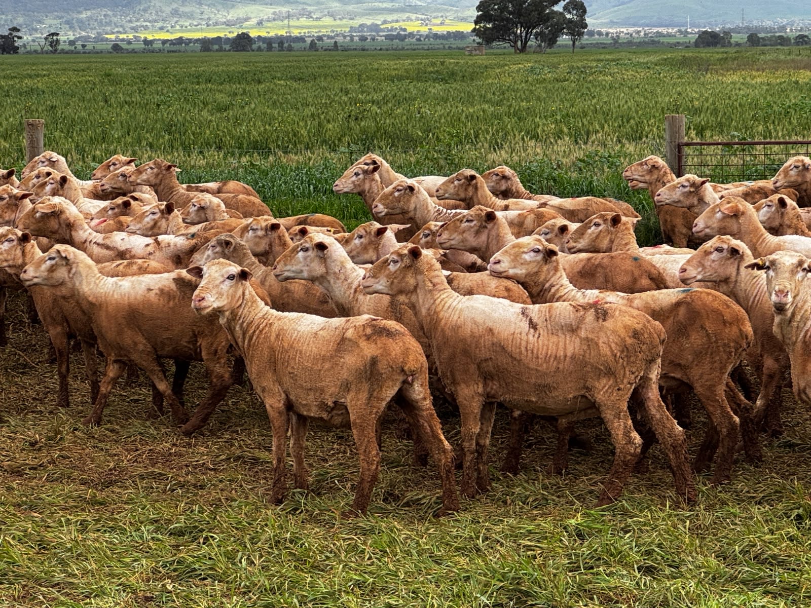 712 SIL MPM Merino Ewes (AuctionsPlus), Melrose SA - Agora Livestock listing 7NLIDQN