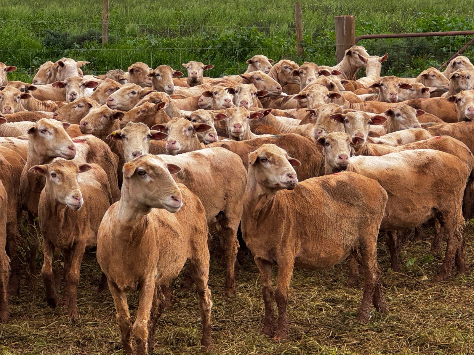 712 SIL MPM Merino Ewes (AuctionsPlus), Melrose SA - Agora Livestock listing 7NLIDQN