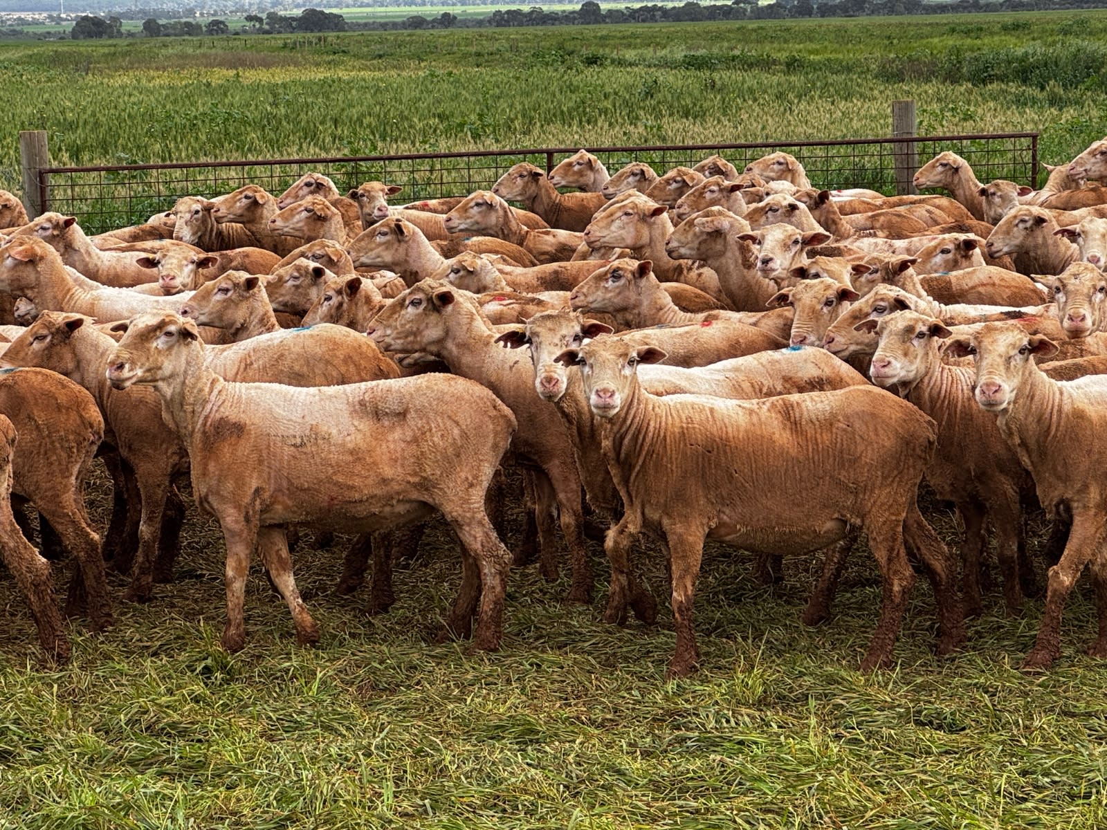 712 SIL MPM Merino Ewes (AuctionsPlus), Melrose SA - Agora Livestock listing 7NLIDQN
