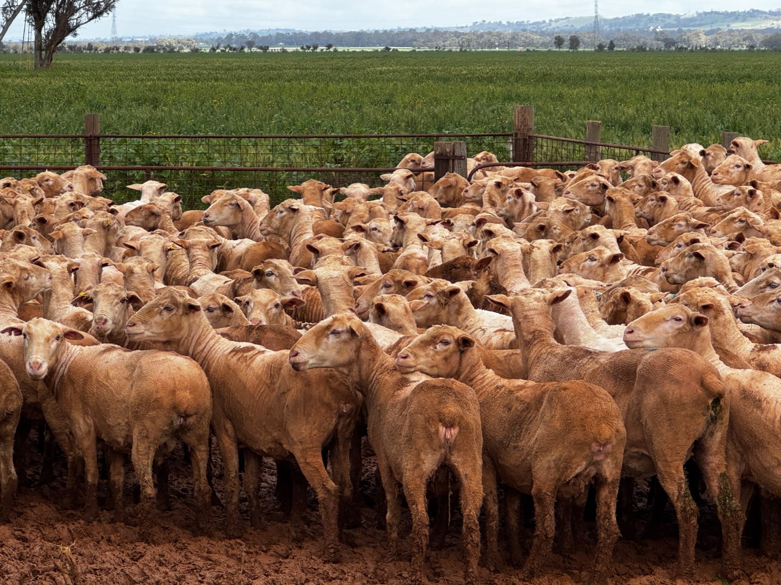 712 SIL MPM Merino Ewes (AuctionsPlus), Melrose SA - Agora Livestock listing 7NLIDQN