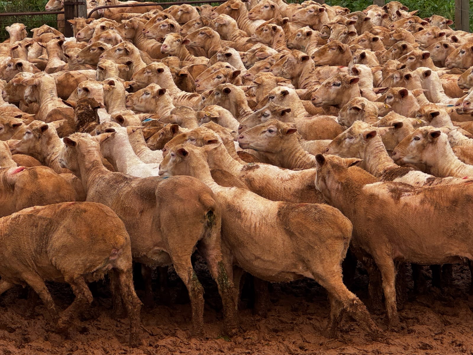 712 SIL MPM Merino Ewes (AuctionsPlus), Melrose SA - Agora Livestock listing 7NLIDQN