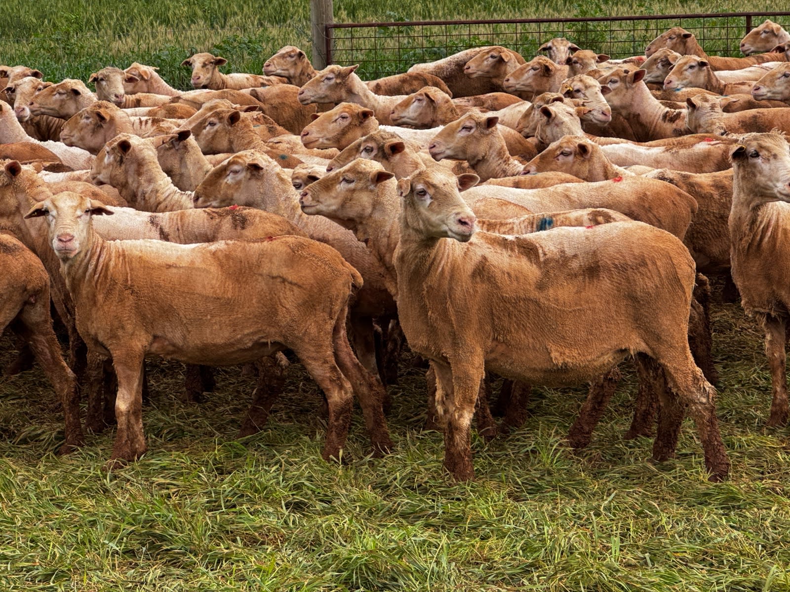 712 SIL MPM Merino Ewes (AuctionsPlus), Melrose SA - Agora Livestock listing 7NLIDQN