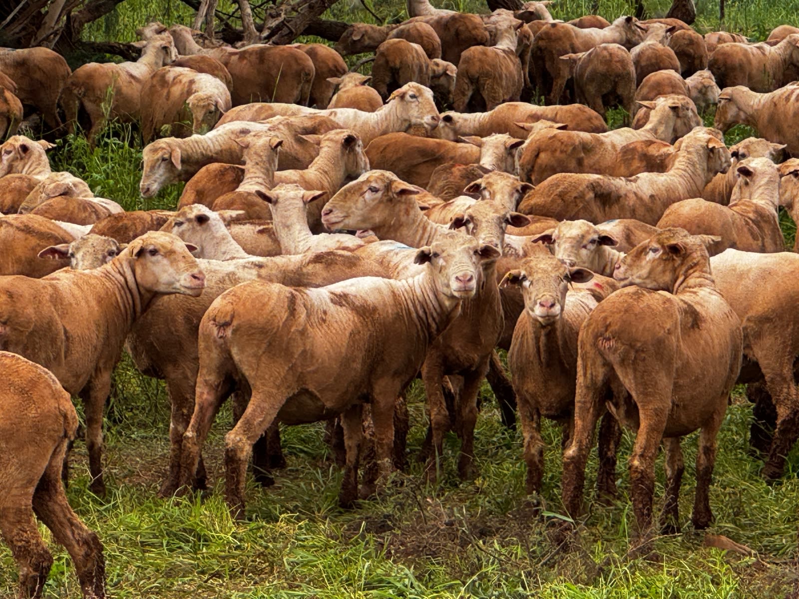 712 SIL MPM Merino Ewes (AuctionsPlus), Melrose SA - Agora Livestock listing 7NLIDQN