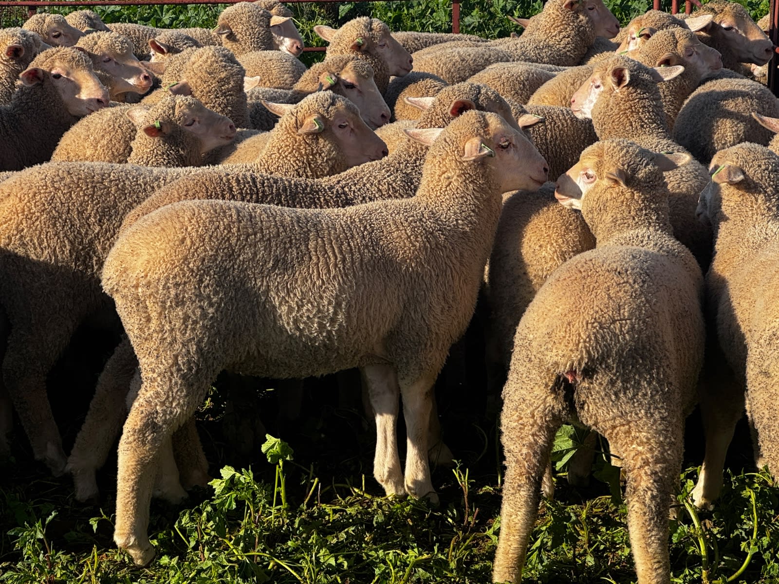 400 Mixed Sex Suckers, Mindarie SA - Agora Livestock listing 7NLIDQR