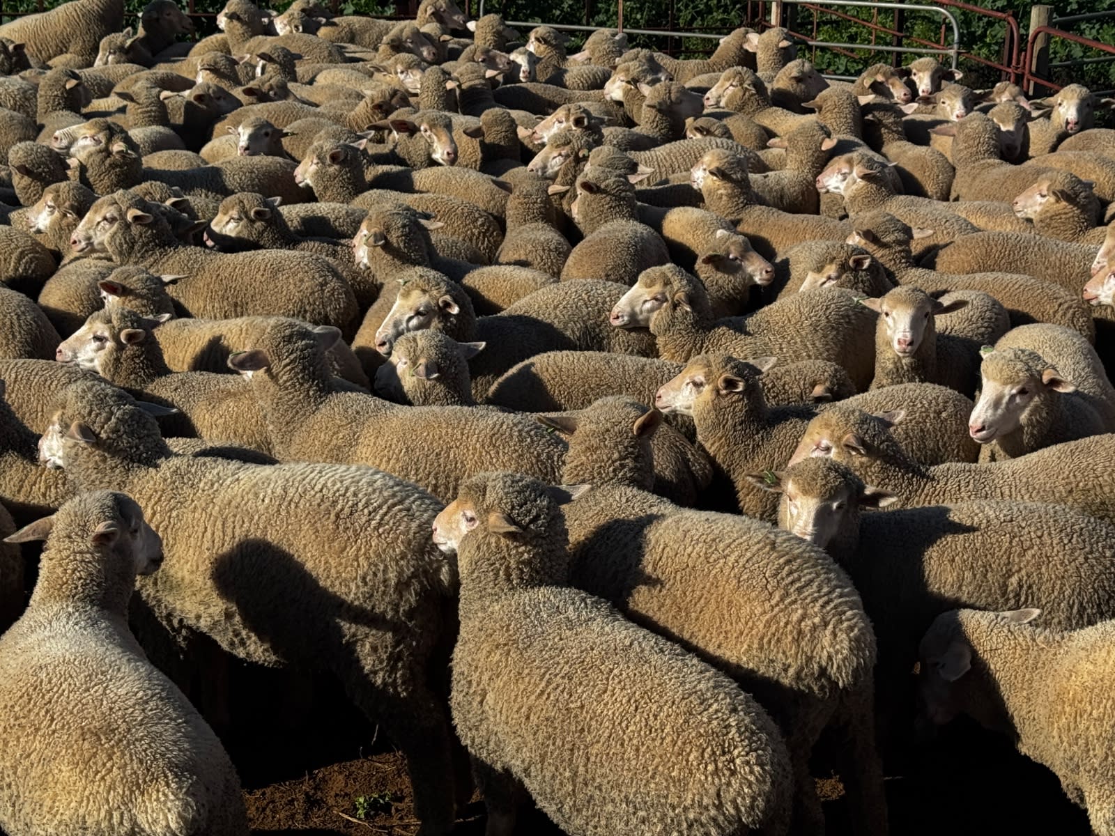 400 Mixed Sex Suckers, Mindarie SA - Agora Livestock listing 7NLIDQR
