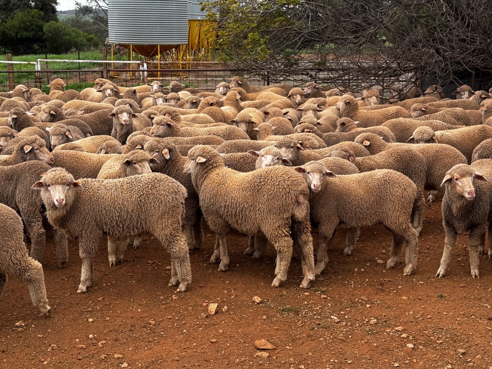 250 Poll Merino Wether Sucker Lambs, Buyara/White Hill Blood, Point Pass SA - Agora Livestock listing VDPIEYR