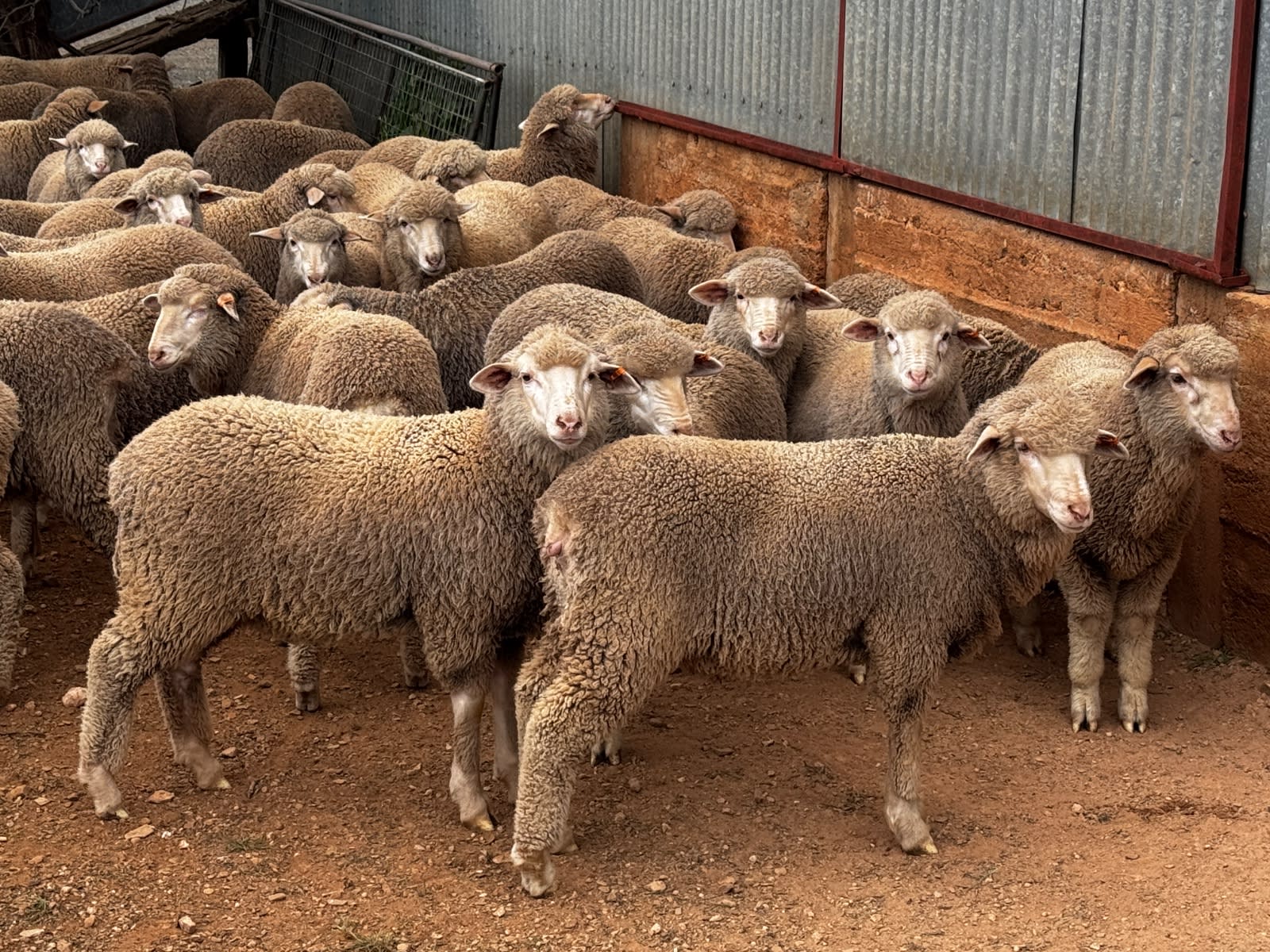 250 Poll Merino Wether Sucker Lambs, Buyara/White Hill Blood, Point Pass SA - Agora Livestock listing VDPIEYR