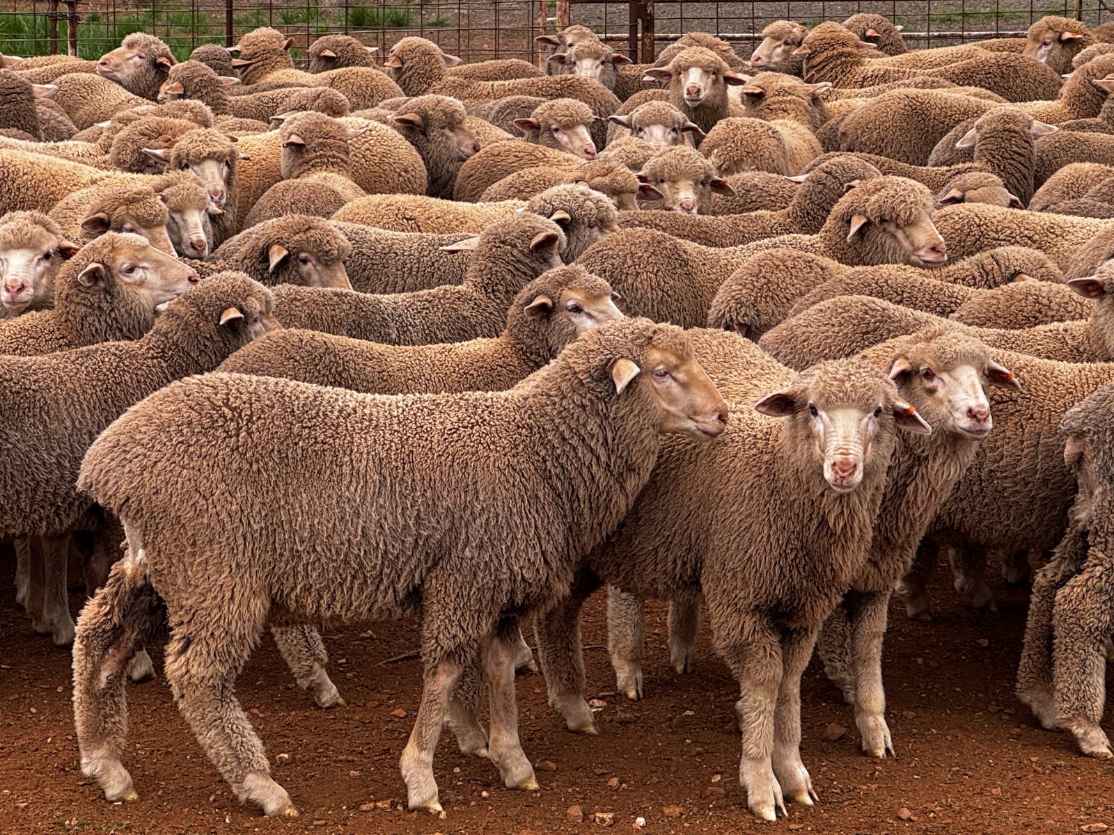 250 Poll Merino Wether Sucker Lambs, Buyara/White Hill Blood, Point Pass SA - Agora Livestock listing VDPIEYR