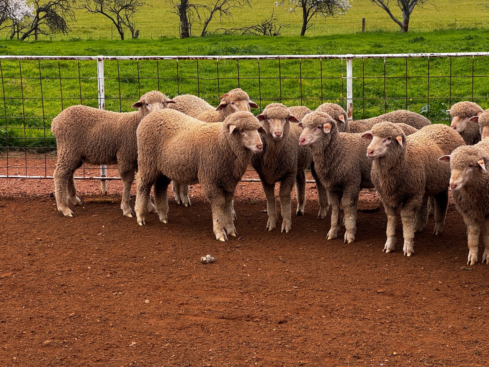 250 Poll Merino Wether Sucker Lambs, Buyara/White Hill Blood, Point Pass SA - Agora Livestock listing VDPIEYR