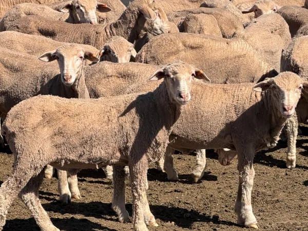 131 Merino Wether Lambs, Ceduna SA - Agora Livestock listing Z0GBWGL