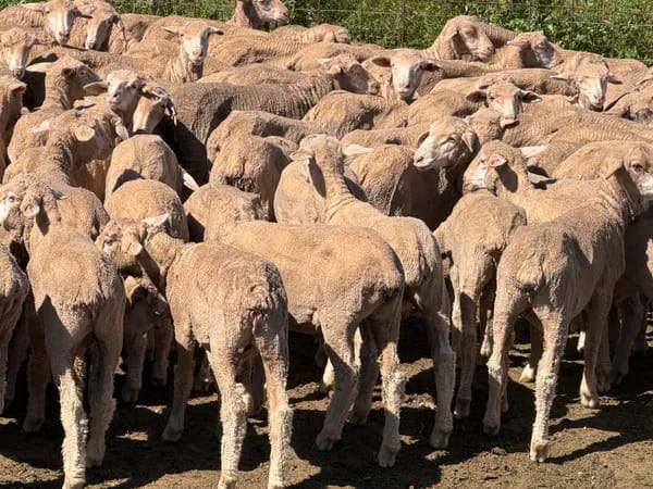 131 Merino Wether Lambs, Ceduna SA - Agora Livestock listing Z0GBWGL