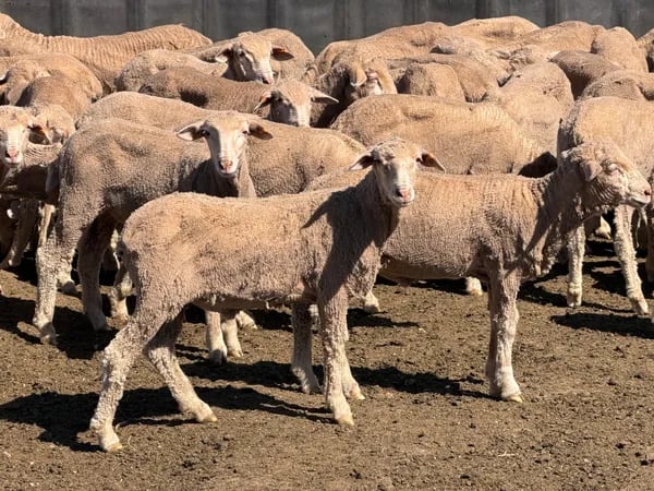 131 Merino Wether Lambs, Ceduna SA - Agora Livestock listing Z0GBWGL