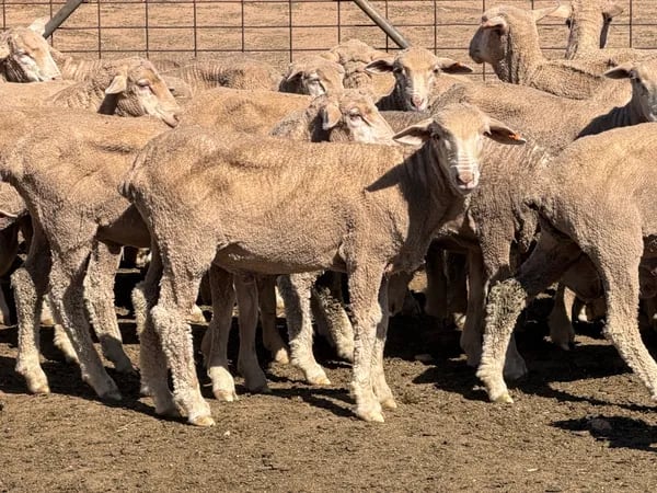 131 Merino Wether Lambs, Ceduna SA - Agora Livestock listing Z0GBWGL