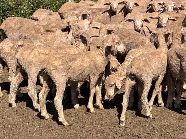 131 Merino Wether Lambs, Ceduna SA - Agora Livestock listing Z0GBWGL