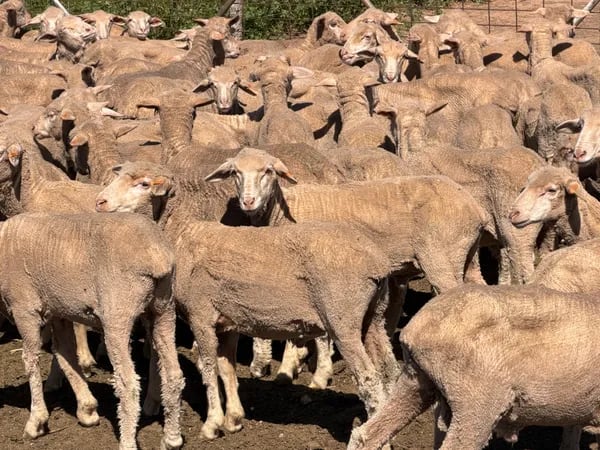131 Merino Wether Lambs, Ceduna SA - Agora Livestock listing Z0GBWGL