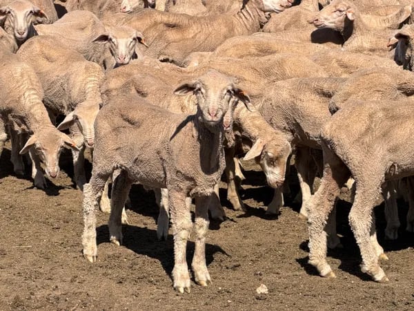 131 Merino Wether Lambs, Ceduna SA - Agora Livestock listing Z0GBWGL