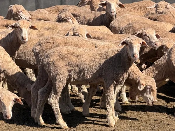 131 Merino Wether Lambs, Ceduna SA - Agora Livestock listing Z0GBWGL