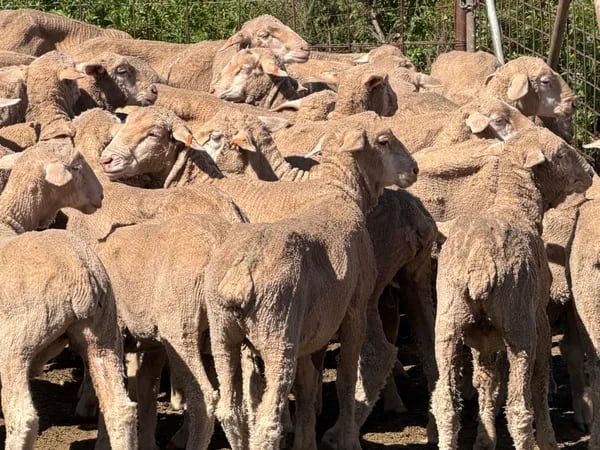 131 Merino Wether Lambs, Ceduna SA - Agora Livestock listing Z0GBWGL
