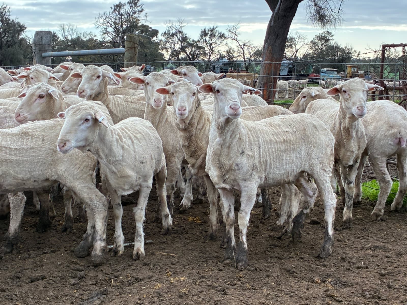 220 NSM/Unjoined Merino Ewe Lambs, Horsham VIC - Agora Livestock listing GDMILEP