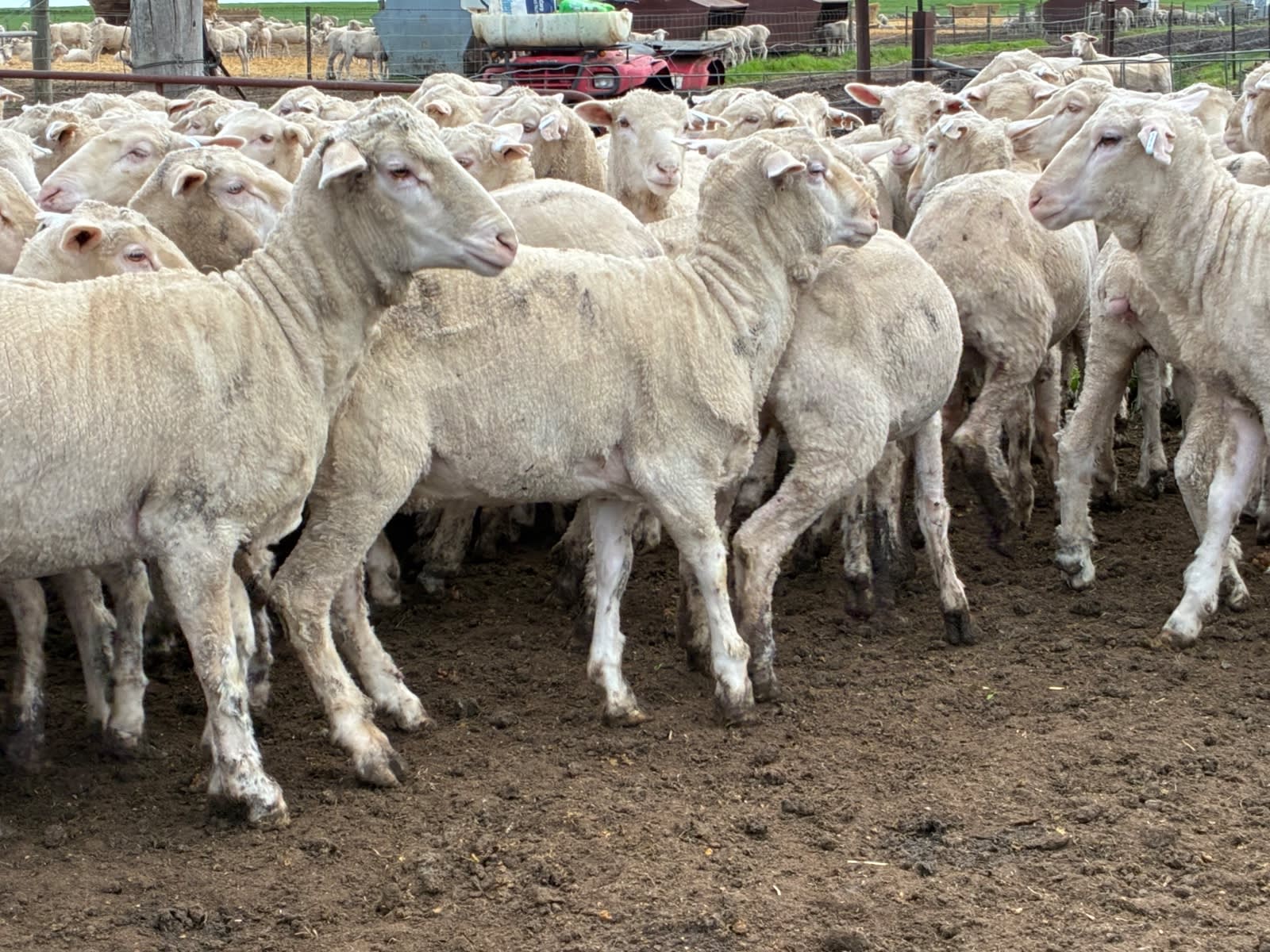 220 NSM/Unjoined Merino Ewe Lambs, Horsham VIC - Agora Livestock listing GDMILEP