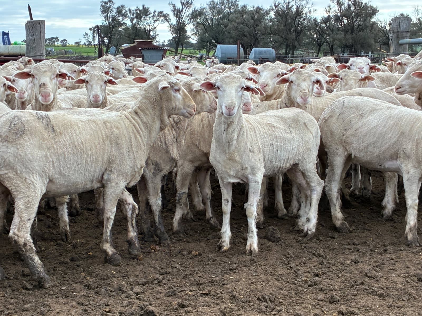 220 NSM/Unjoined Merino Ewe Lambs, Horsham VIC - Agora Livestock listing GDMILEP