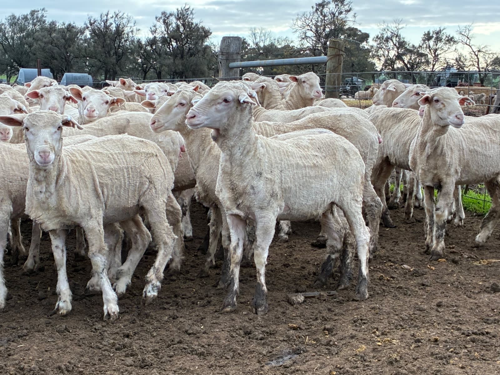 220 NSM/Unjoined Merino Ewe Lambs, Horsham VIC - Agora Livestock listing GDMILEP