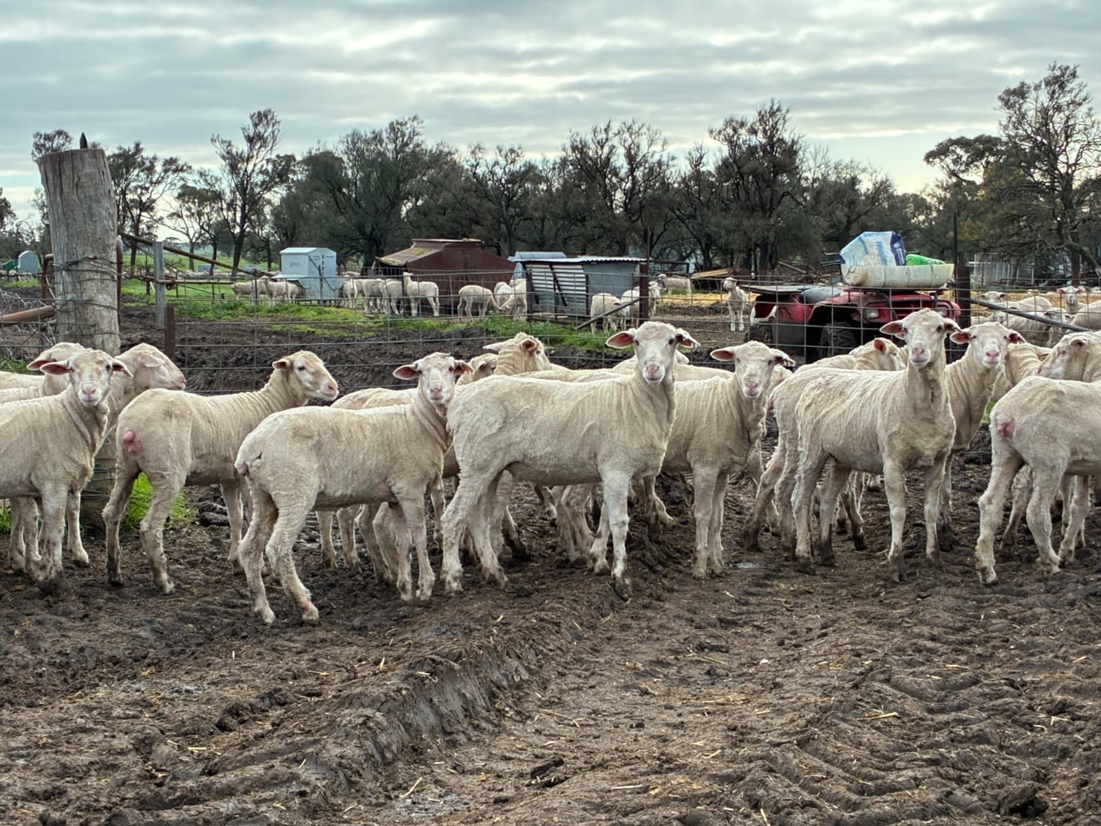 220 NSM/Unjoined Merino Ewe Lambs, Horsham VIC - Agora Livestock listing GDMILEP
