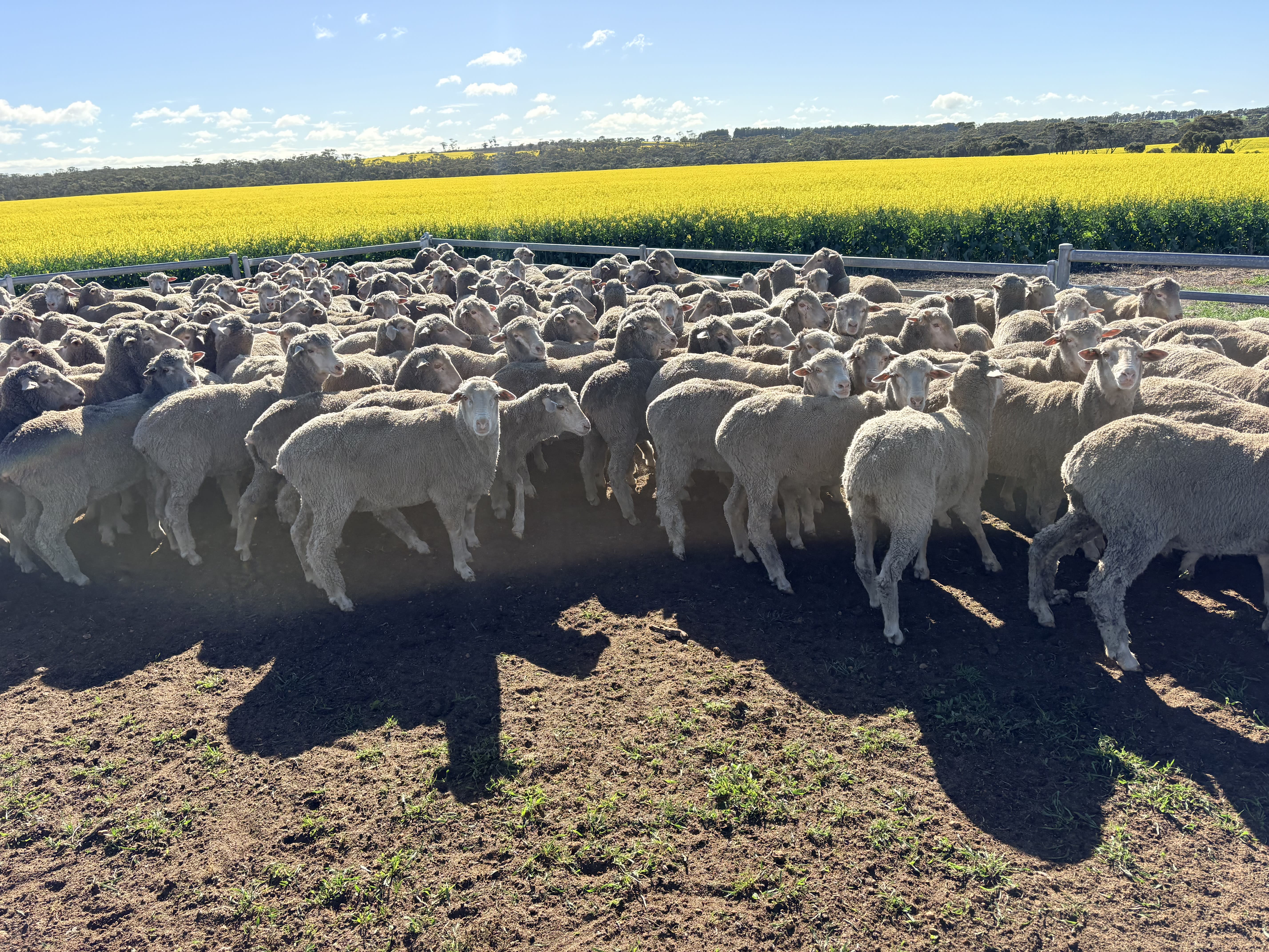 300 Merino Breeding Ewes, Great southern WA - Agora Livestock listing ER6I5MX