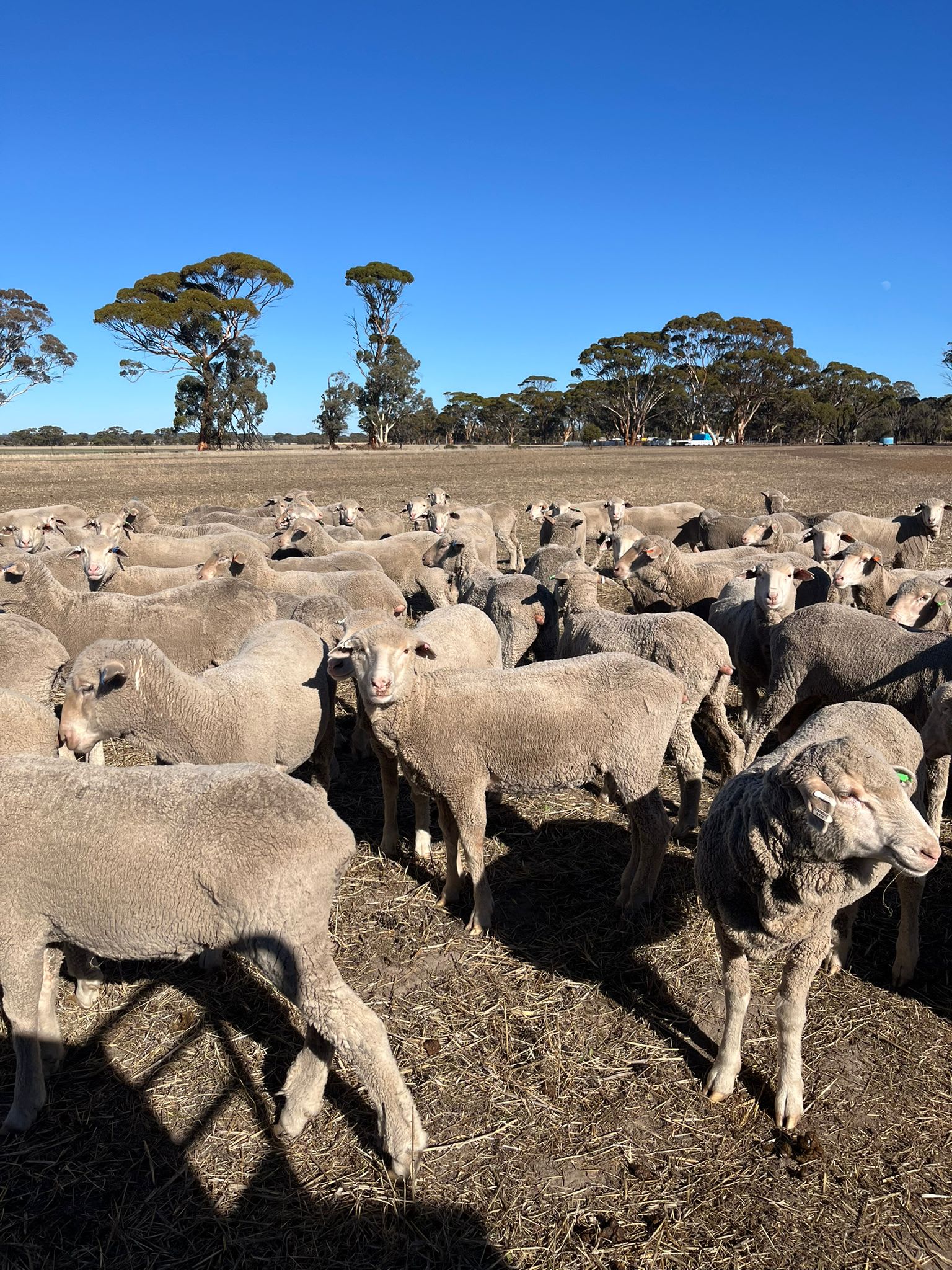 550 Lewisdale-Bred Young Merino Ewes, Large Framed, Great southern WA - Agora Livestock listing K2PCL3X