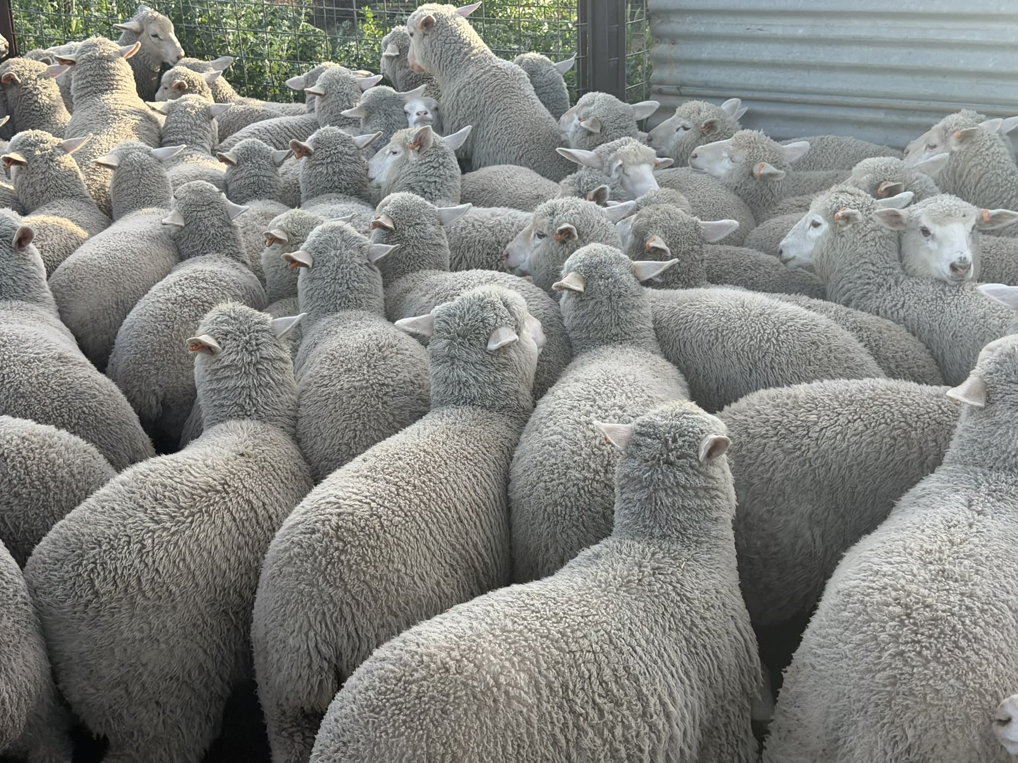 730 XB Store Lambs, Caliph SA - Agora Livestock listing 2YXIK3W