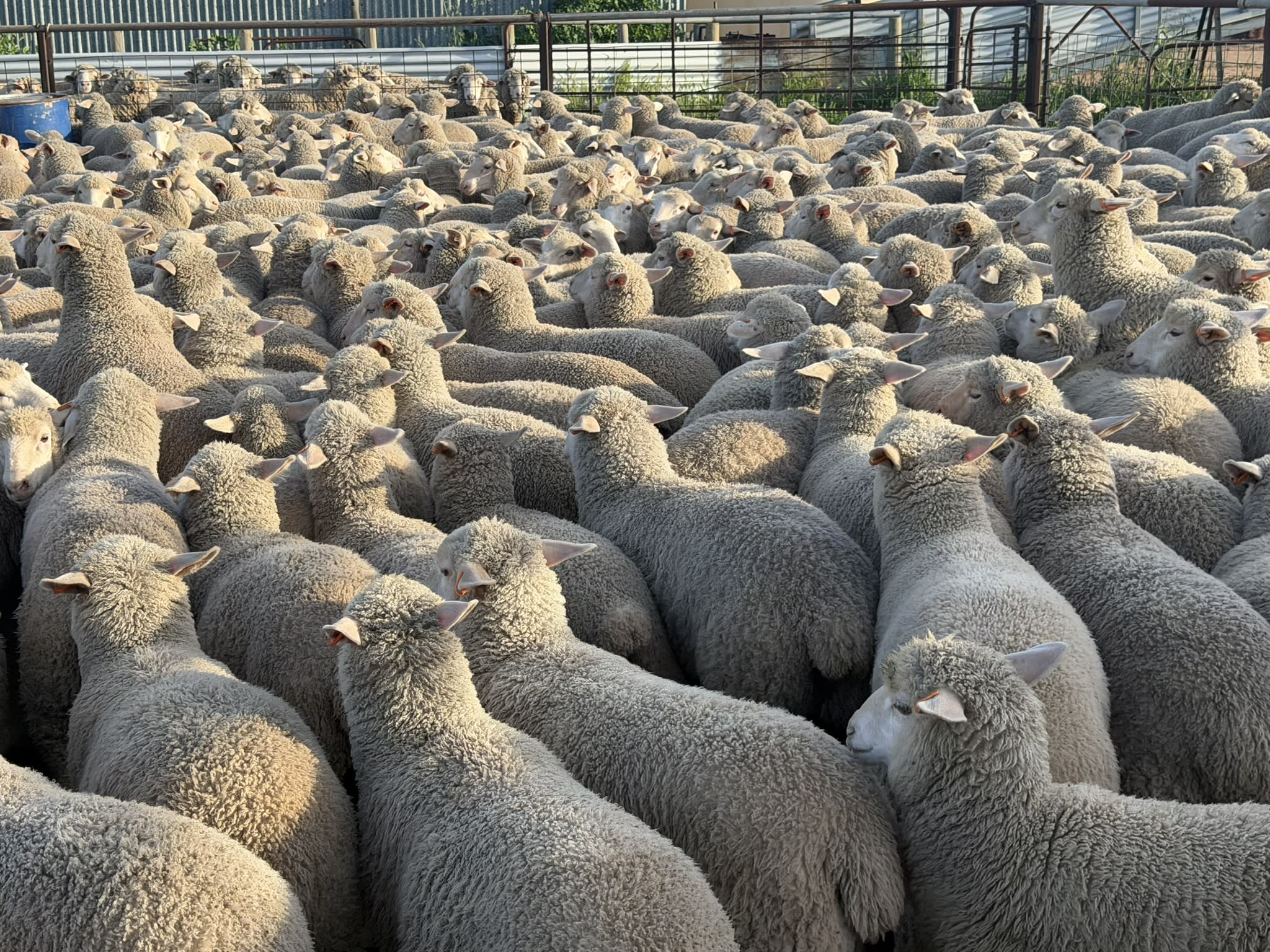 730 XB Store Lambs, Caliph SA - Agora Livestock listing 2YXIK3W