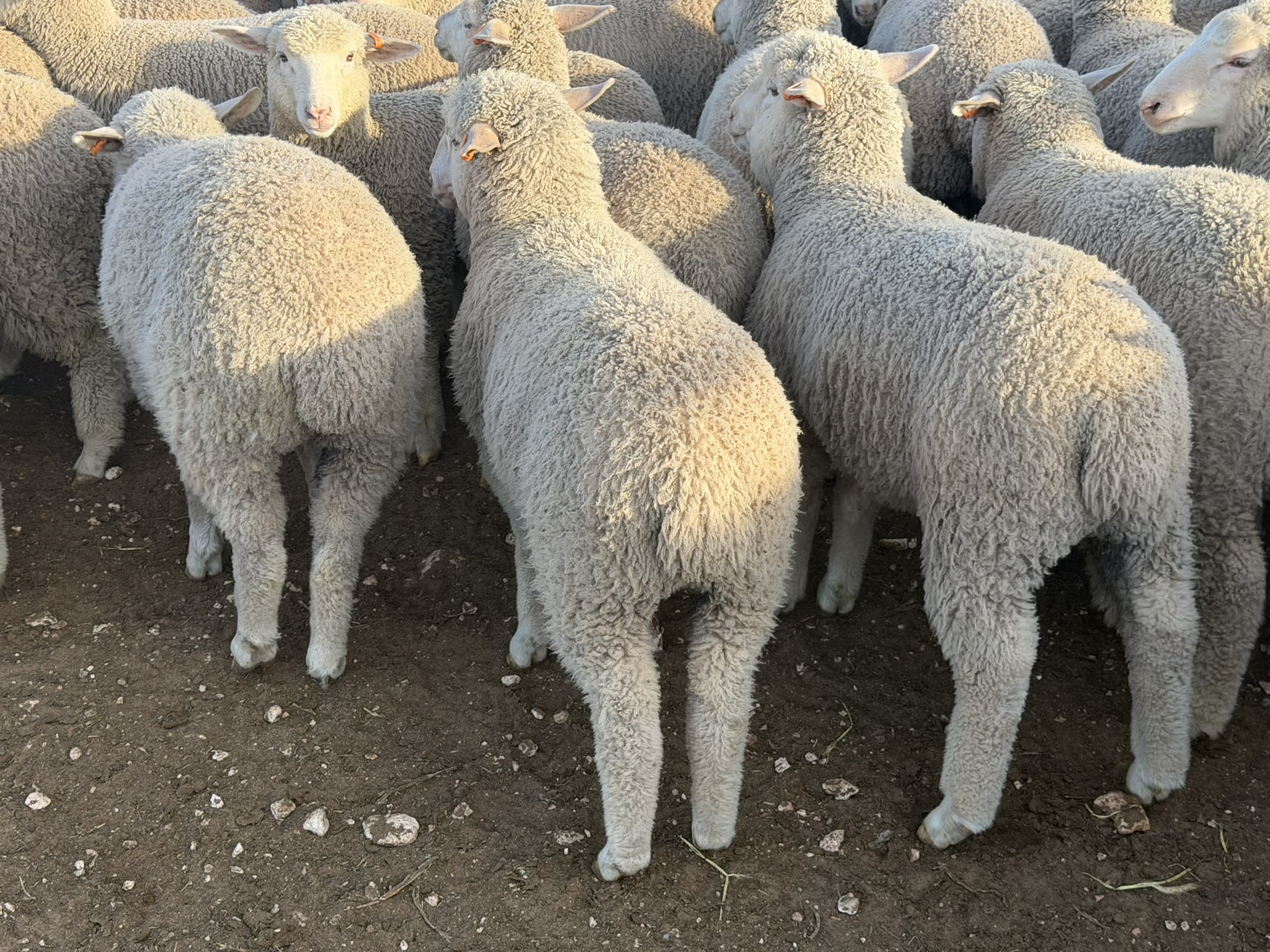 730 XB Store Lambs, Caliph SA - Agora Livestock listing 2YXIK3W