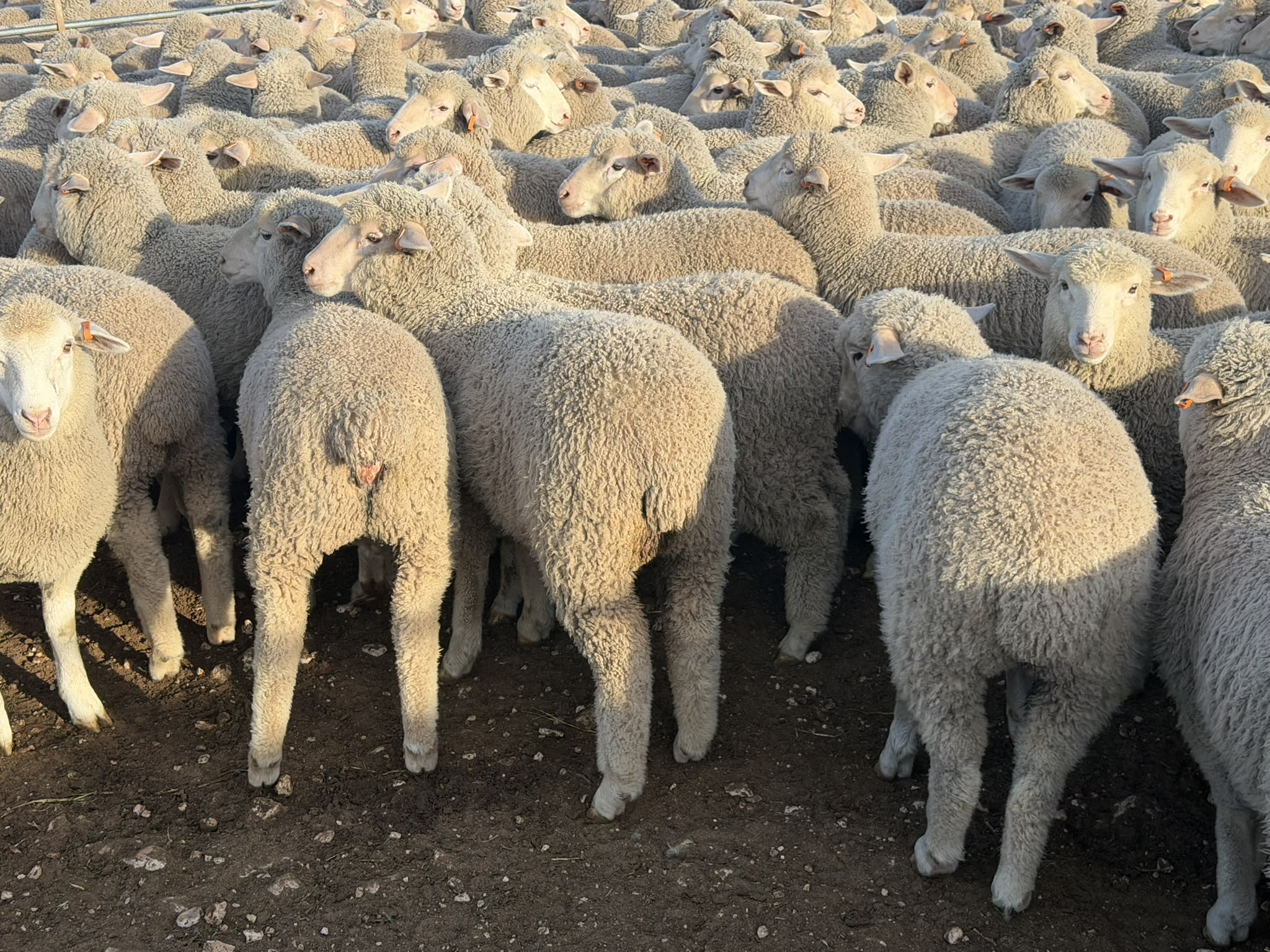 730 XB Store Lambs, Caliph SA - Agora Livestock listing 2YXIK3W